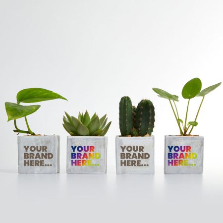 Concrete Desktop Plant - Wellness & Wellbeing