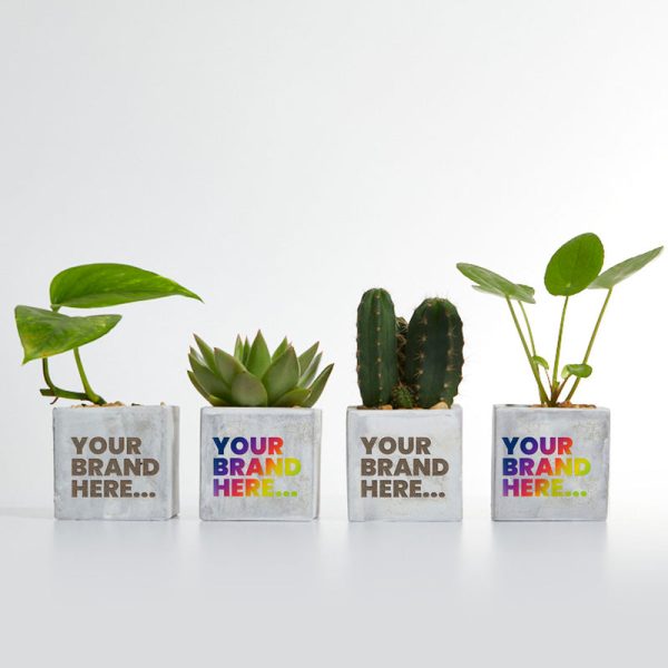Concrete Desktop Plant - Wellness & Wellbeing Concrete Desktop Plant - Wellness & Wellbeing